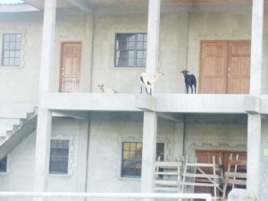 Goats on high heights at the Central Police Station.