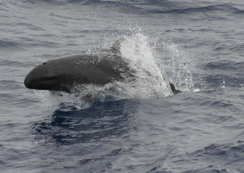 pygmy killer whale attack