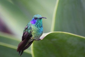  Green violetear