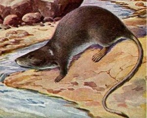 Montane fish-eating rat