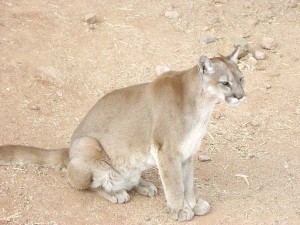 Cougar