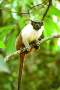 Pied Tamarin