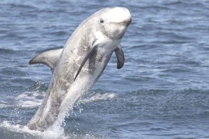 Risso’s Dolphin