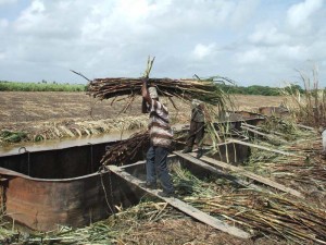 The cane being loaded.