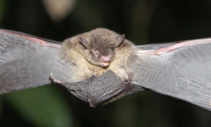 Hairy-legged myotis (Myotis keaysi) - Kaieteur News