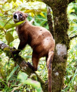 White-nosed coati 