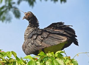 Horned-screamer