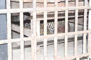 One of the jaguars now housed at the Zoological Park.