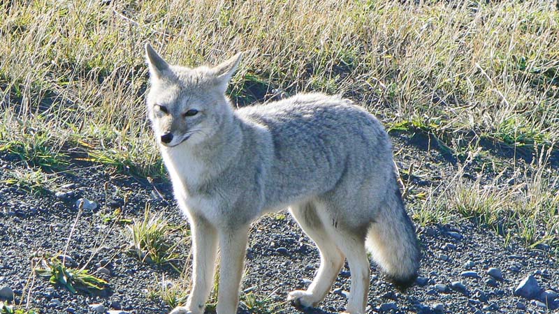 South American Grey Fox Lycalopex Griseus Kaieteur News