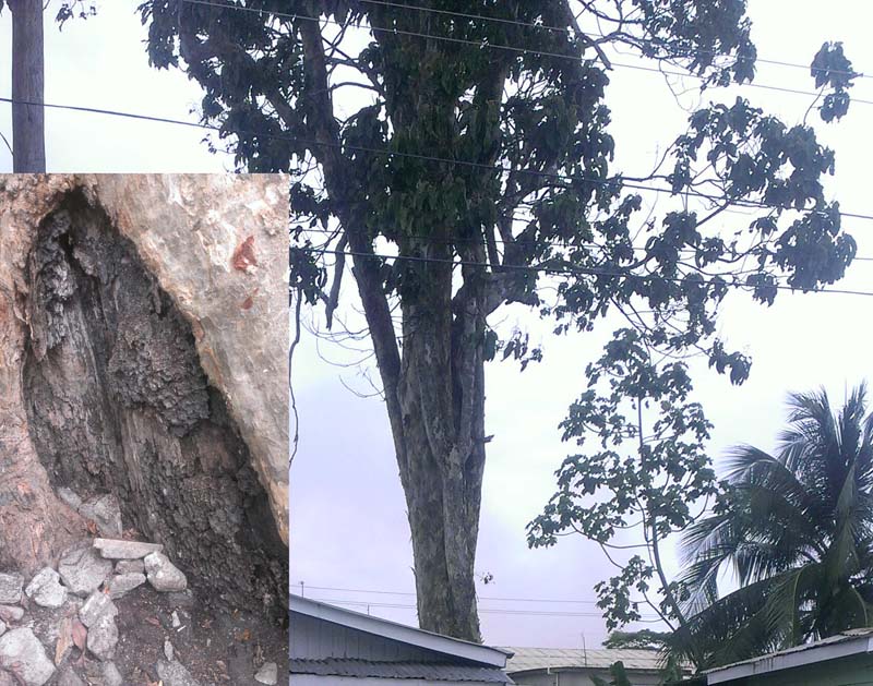 The tall tree that is of concern to Front Road residents. (Inset) A rotting area near the base of the tree.