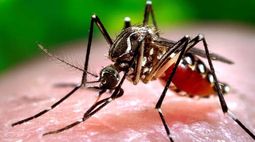 The Aedes mosquito transmits the Zika Virus.