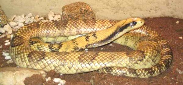 South American water cobra (Hydrodynastes gigas) - Kaieteur News