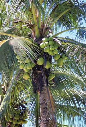 Coconut farms recovering from Red Palm Mite infestation - Kaieteur News