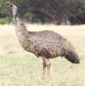 Emu