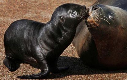 South American sea lion (Otaria flavescens)