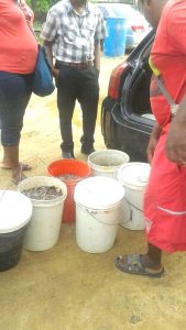 Buckets of the smuggled shrimp that were seized.