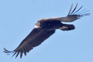 Black-Vulture