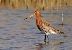 Black-tailed godwit