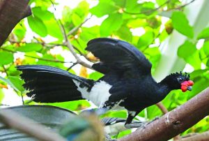 Wattled curassow copy