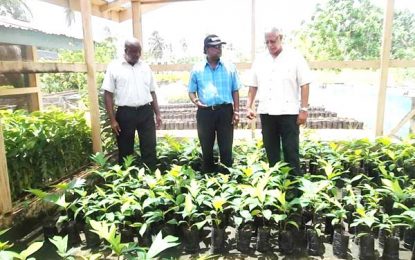 NAREI aiming to increase breadfruit population locally