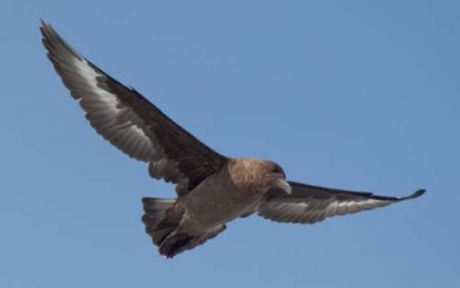 The Skua