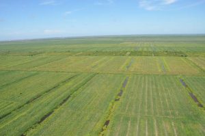 Some of Ogle cane lands that will be up for sale.