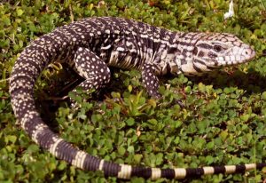 tegu