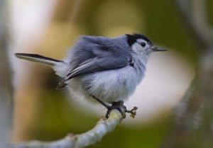 Tropical gnatcatcher