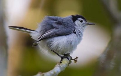 Tropical gnatcatcher (Polioptila plumbea)