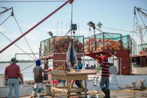 Tuna arriving from one of the vessels at the Providence facilities.