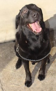 A nose for crime: Police sniffer dog ‘Ace’.