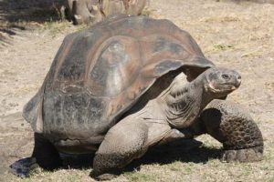 Galápagos tortoise