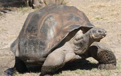 The Galápagos tortoise (Chelonoidis nigra)