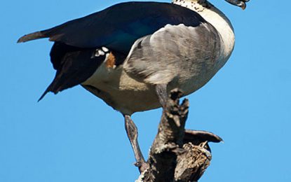 Interesting Creatures… The Knob-billed duck (Sarkidiornis melanotos)