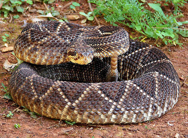 neotropical rattlesnake