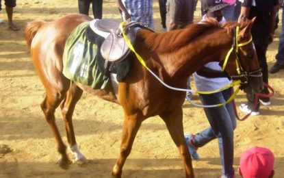 Inclement weather forces postponement of Guyana Cup rematch horserace meet again