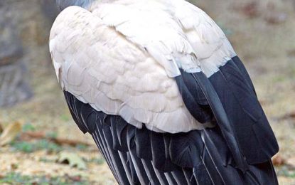 King Vulture (Sarcoramphus papa)