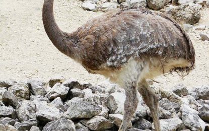 The Rhea Pennata