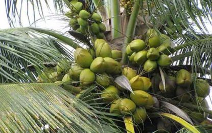 Overseas assistance to help grow coconut industry
