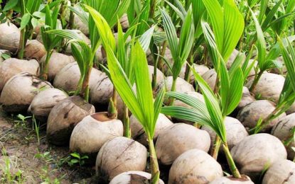 Hope Estate strikes deal to grow 50,000 coconut seedlings in first year