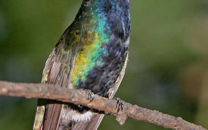 Black-throated mango (Anthracothorax nigricollis)