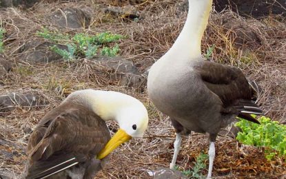 Waved Albatross (Phoebastria irrorata)