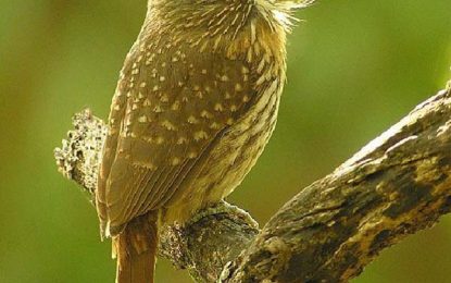 Puffbird