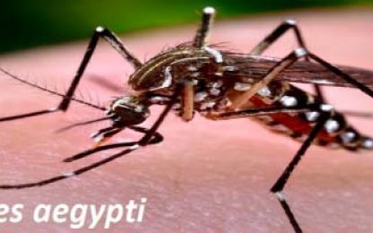 Community participation needed to tackle Aedes aegypti threat