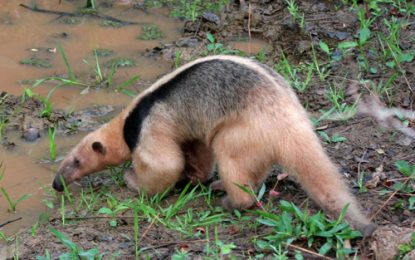 Interesting Creatures… The Southern Tamandua