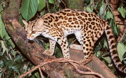 The Margay (Leopardus wiedii)