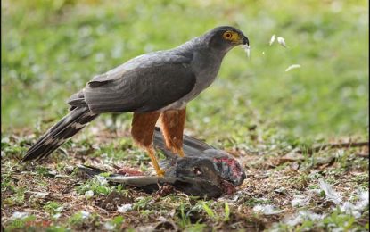 Bicolored hawk (Accipiter bicolor)