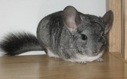 Interesting Creatures… Chinchilla