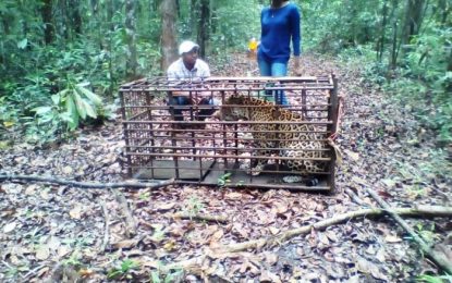 Jaguar in Fair View captured, relocated