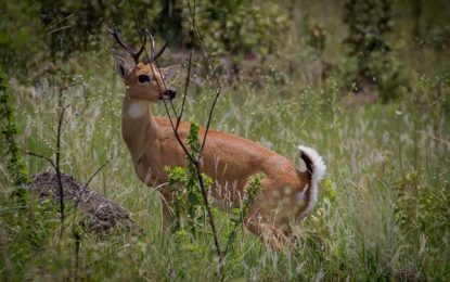 Pampas deer (Ozotoceros bezoarticus)